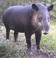 tapir